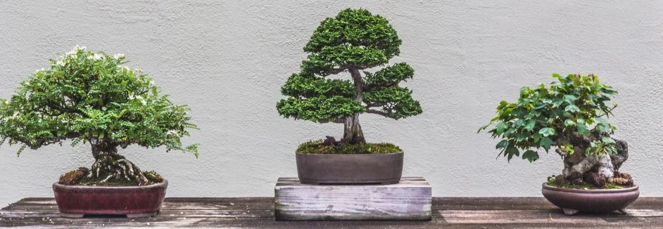 Drei Bonsai Bäume in Töpfen